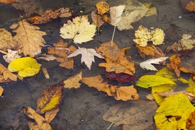 Managing Stormwater on your Property this Fall