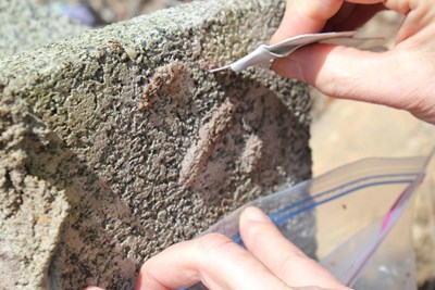 Controlling Spotted Lanternfly Population