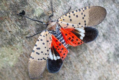 Spotted Lanternfly Free Live Q&A Session
