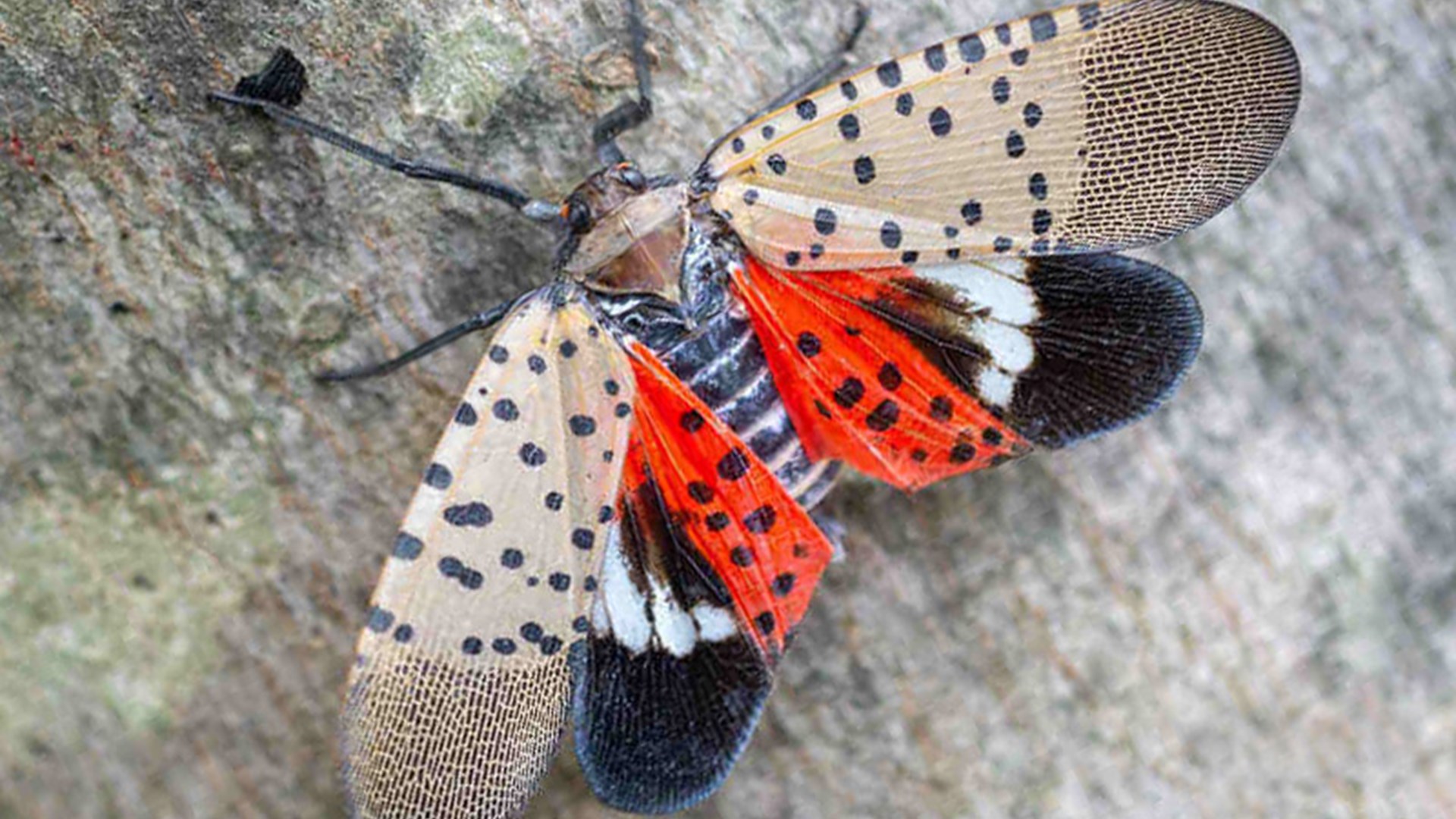 Spotted Latternfly