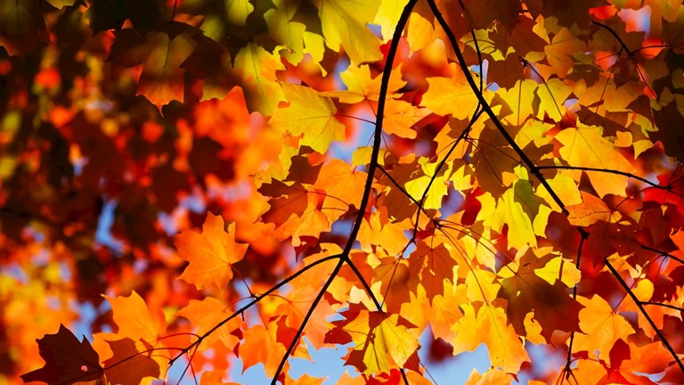 Fall Leaf Collection