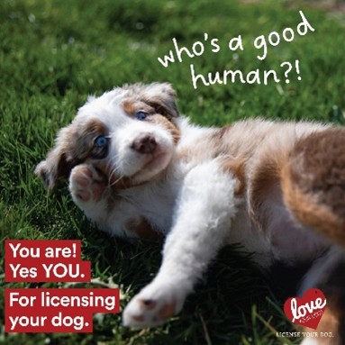 2026 Dog Licenses are on Sale Now