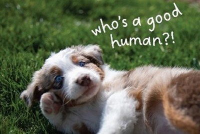 2026 Dog Licenses are on Sale Now